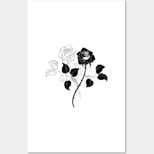 Two Roses ( Black and White ) Posters and Art